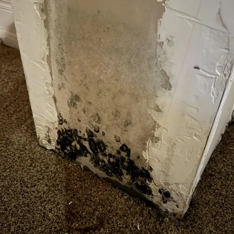 Professional Mold Removal in Montara, CA